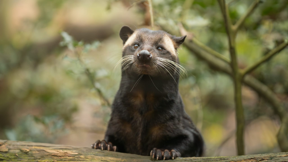 Agrate Conturbia, la civetta (o zibetto) delle palme mascherata al Parco La Torbiera